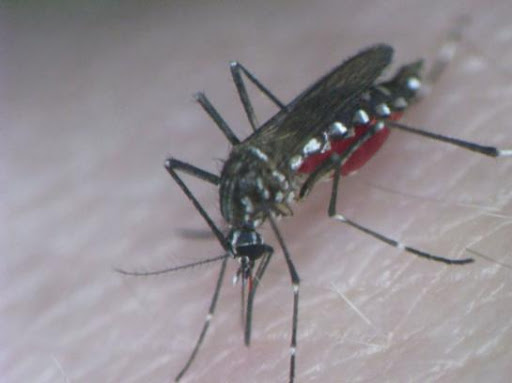 Transmission par les moustiques : faut-il avoir peur du virus Zika ?