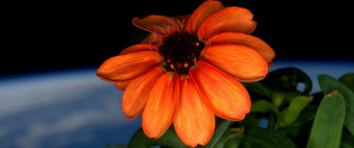 Un astronaute de l’ISS dévoile la première fleur cultivée dans l’espace