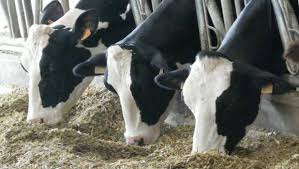 Un inventeur algérien met au point une technique de production fourragère hors sol