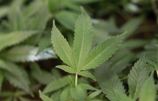 Un suppositoire vaginal au cannabis pour soulager les règles douloureuses