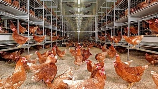 Une feuille de route pour relancer la filière avicole à partir de 2016 (ministère)