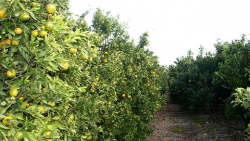 une production de 380.000 qx d’agrumes est prévue cette saison à Mascara