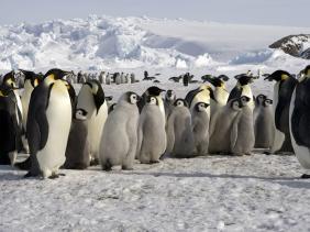 150.000 manchots morts à cause d&rsquo;un iceberg géant en Antarctique