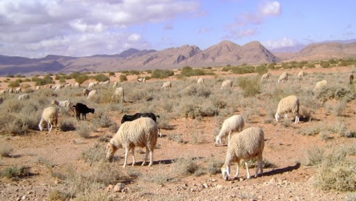 Affluence d’éleveurs vers les zones pastorales de la wilaya de Tindouf
