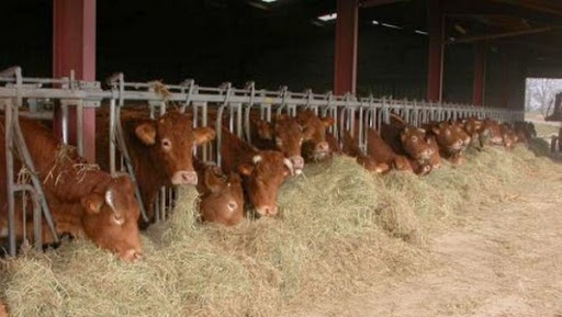 Appui de l&rsquo;Etat aux cultures fourragères pour soutenir la filière lait