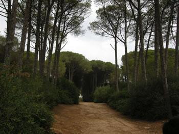 ATH Mansour (Bouira): danger sur les forêts