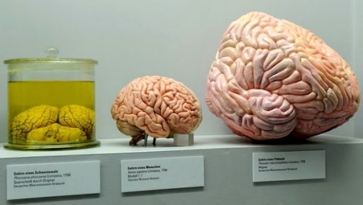 Avoir un gros cerveau rimerait avec danger d&rsquo;extinction (étude)