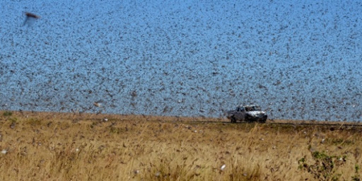 Bechar: le dispositif de prévention et de lutte antiacridienne maintenu (DSA)