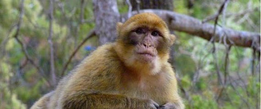 Bouira: Un singe magot libéré de ses « ravisseurs » par la police