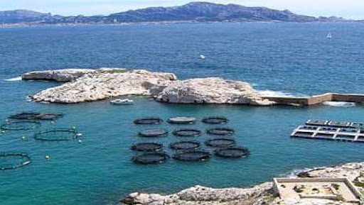 Boumerdes : agrément de 15 projets d’investissement en aquaculture et pisciculture