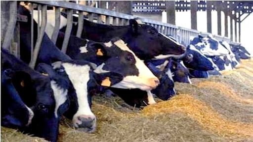 Décentralisation en avril prochain du dispositif de soutien aux éleveurs de bovins