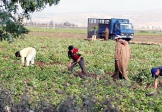 Développer la filière agrumicole pour soutenir l’économie nationale