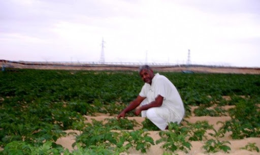 El-Oued: quelque 4.800 tonnes de pomme de terre en voie d’exportation