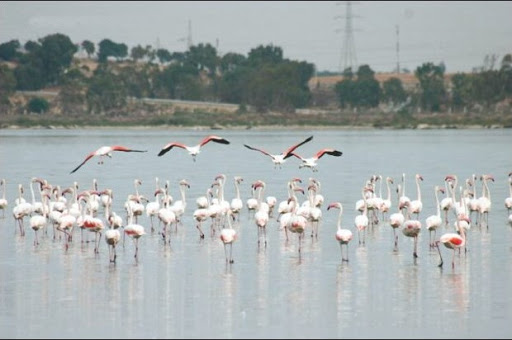 Elle servirait à l’élevage de poissons: des experts de l’Union européenne s’intéressent à la grande sebkha