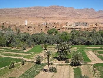 Entre les plaies encore ouvertes et les attentes d’une gestion administrative saine: Ghardaïa met le cap sur l’agriculture
