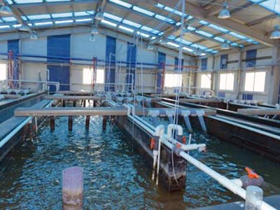 Filière aquacole à Tipasa Une production de 5.000 tonnes prévue à moyen terme