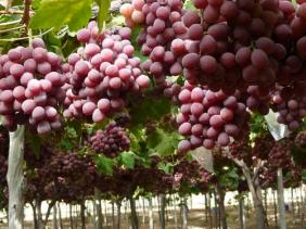 « Hmar Bouaâmar », une variété de raisin menacée de disparition