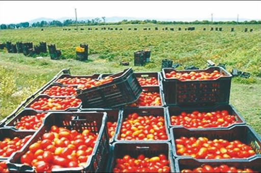 Ils reprochent à la banque de ne pas honorer leurs engagements: colère des producteurs de tomate industrielle de l’est du pays