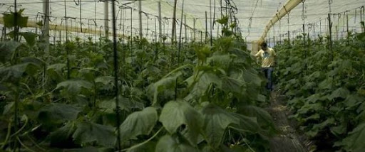 La contestation monte dans les serres du « potager de l&rsquo;Europe »