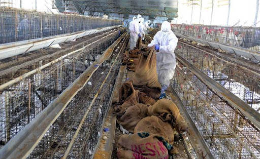 La France alerte l’Algérie sur la grippe aviaire