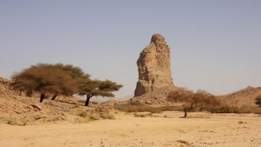 La protection des plantes sahariennes et leur valorisation recommandée à Adrar