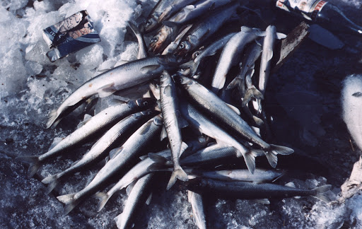 La sardine à 800 DA le kilo !