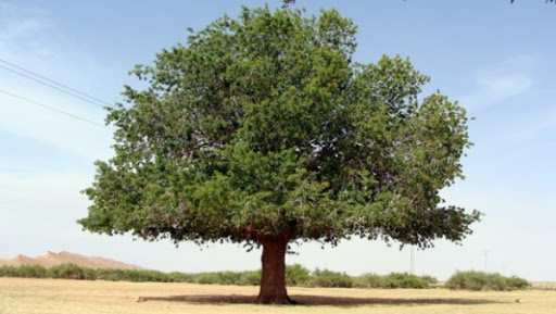 Le diagnostic écologique des peuplements de pistachier de l’Atlas en débat mercredi à Batna