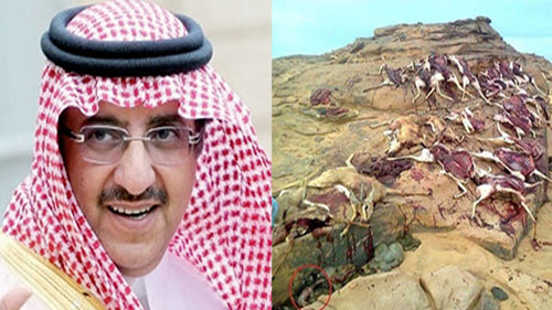 Le ministre de l’intérieur saoudien en Algérie pour une partie de chasse