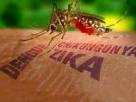 Le monde en alerte face au virus Zika