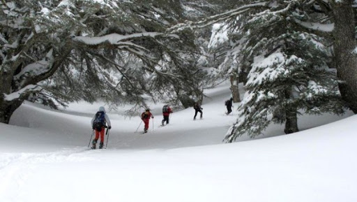 Le ski fait réapparition au parc national de cèdre de Theniet El Had (Tissemsilt)