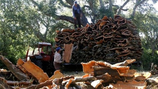 L’entreprise publique « Jijel Liège Etanchéité » met le cap sur l’exportation