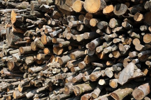 Oran: production de 3.174 mètres cubes de bois en 2015