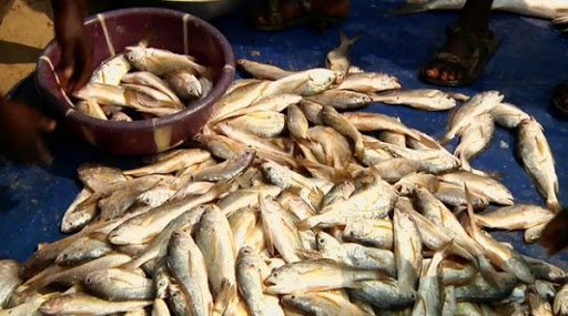 Ouargla: développer l’accompagnement des investisseurs et la commercialisation des produits aquacoles