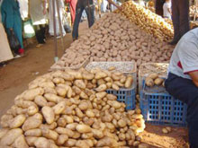 Pomme de terre : Les prix trop bas menacent la filière !