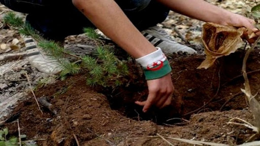 Tlemcen: clôture des campagnes de reboisement par la plantation de 5.000 arbustes