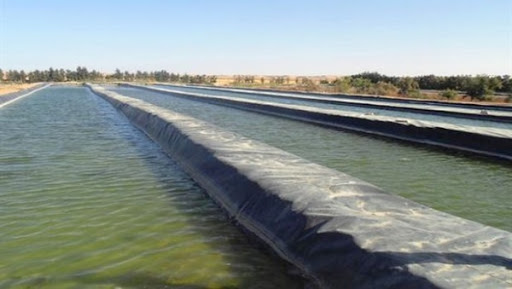 Une ferme de culture de spiruline d’une capacité de 2 tonnes/an projetée à Ghardaïa