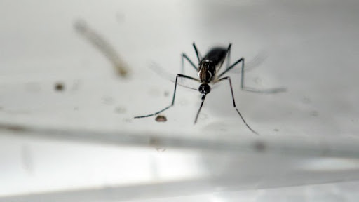 Virus Zika : alerte de niveau 1 aux USA
