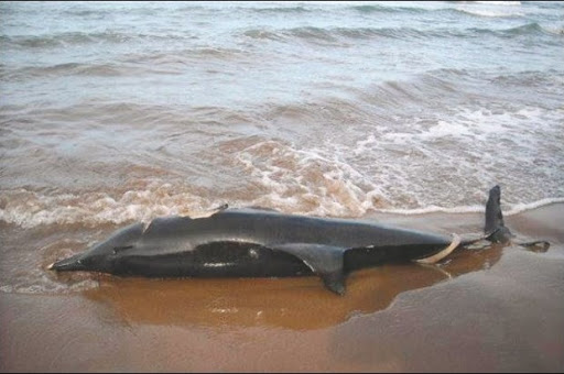 Wilaya de Skikda: Un gros poisson inconnu échoué sur la plage d’Oued Righa