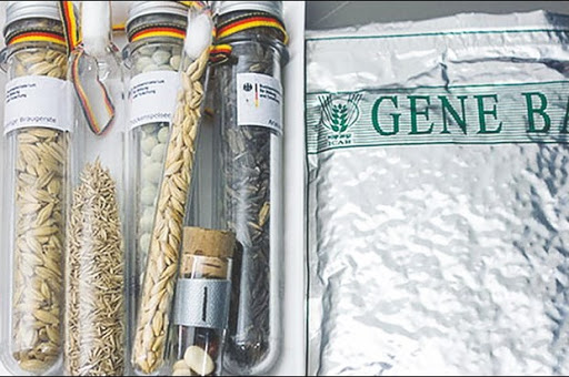 Attaques ciblées contre la banque génétique d’Alep: La guerre des graines a-t-elle déjà commencé ?