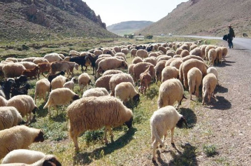 Au moment où l’étau se resserre aux frontières autour des trafiquants de carburant: Des têtes de bétail volées transférées en Tunisie