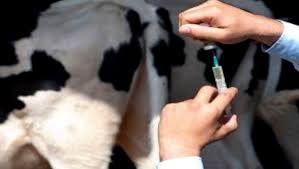 Campagne de vaccination des cheptels: Pénurie de certains vaccins