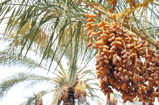 Dattes, huile d&rsquo;olive et vin: Des exceptions