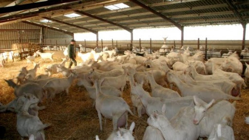 Des éleveurs caprins apprennent à fabriquer le fromage à Blida