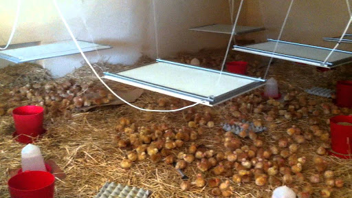 Du cachir fabriqué à partir de volailles malades