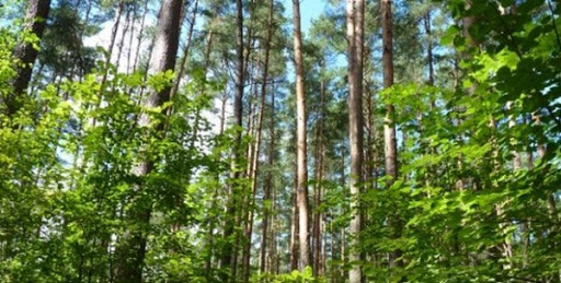 Ecosystèmes forestiers: un rôle fondamental dans la préservation de la ressource hydrique