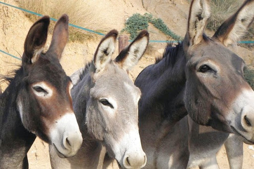 El-Bayadh: Ces baudets venus d&rsquo;ailleurs !