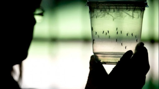 Etats-Unis: la FDA autorise l’utilisation des moustiques OGM contre le Zika