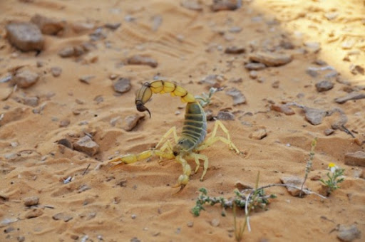 Ghardaïa : 2775 victimes de piqûres de scorpion dont un décès en 2015