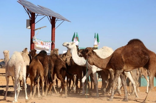 Illizi: attribution de plus de 1.750 têtes de bétail à de petits éleveurs