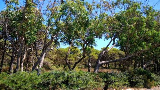 La conservation des forêts se chargera du reboisement du jardin public